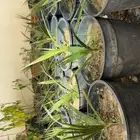 شتلات مختلفه بأسعار مميزه