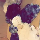 ذكور شيتزو للبيع