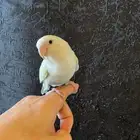 ببغاء روز اليف وهدد