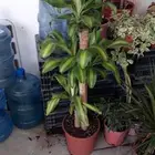 تنسيق حدائق وصيانية مستمره