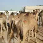 موقعنا الباحه جده الرياض مكه تبوك