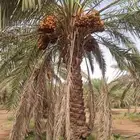 يوجد نقايل من 3 متر الا 4 متر حوالي 300 نخله