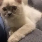 قط للبيع انثي