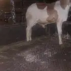 جزار سوداني