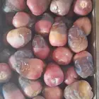 نخيل مثمر نوايع للبيع شمشوله حوشانه شيرازي مصيفه