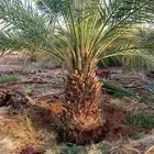 صقعي نقايل للبيع مع التوصيل