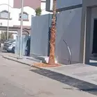يوجد الدينا نخل وشنطني درجه اول ابومروحه