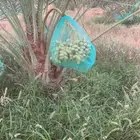 نخل للبيع مثمر حايل نخل مثمر  فروخ  جثايث  نقايل