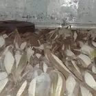 بودره لقاح نخيل