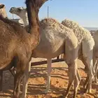 قعدان للبيع