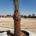 نخيل واشنطونيا زينه لبيع بجميع مقاسته