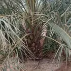 نخل صقعي مطوق رقم واحد للبيع