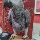 تم البيع...كاسكو اليف هدد مافي عض نهائي ع الشرط