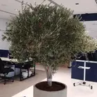 زيتون معمر