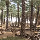 نخل للبيع عربي سته متر وسبعه وثمانيه