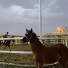 مهر واهو اوراق انتاج الشقب