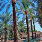 نخل وشنطني زينه للفل واستراحات والبيوت والقصور وا