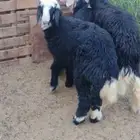 نجد طليان وارخال