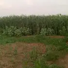 قصب اخضر