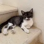 قطط سكوتش للتبني