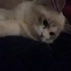 قط للتبني العاجل