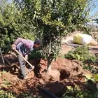 يوجد لدينا جميع انواع الزيتون والبرتقال والليمون والرمان