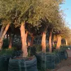 يوجدلدينا أشجار زيتون معمره في مراكن ونخيل عربي وواشنطني