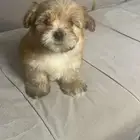 كلب مالتيبو Maltipoo صغير للبيع