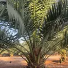 نخل للبيع بسعر مناسب ابومعتصم