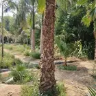 نخل عربي وواشنطنيا زينه