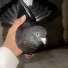 جوز قطايف تم بيع