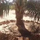 زراعة نخيل عربي وشنطني زراعة أشجار زرعة ثيل شبكت ري