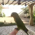 طيور زينه