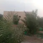 فسايل صفاوي مجدول صقعي وعجوه