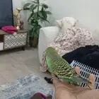 طير بادجي للبيع الصحه ممتازه العمر مجهول السوم يبدا من 120