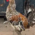 ديك تم تم البيع