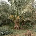 نخل مثمر للبيع