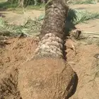 نخل عربي خلاص