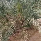 نخل صقعي ومجدول طيب اتواصل جميع مناطق المملكة