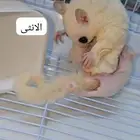 زوج شوقر قلايدر مع فرخين