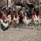 دجاج بلدي بياض شرط فواتح نظافه وصحه وسلامه