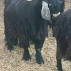 تيس فحل فاخر