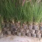 جمال حديقتك هدفنا بخصومات توصل ل 50  على الزراعه