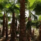 تنسيق حدائق وفرش عشب طبيعي