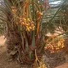 نخيل خلاص درجة اولى اشقر مثمر