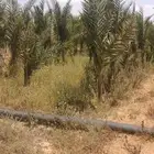 نخل عربي وواشنطن وشبوك