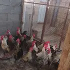 ديوك بلدي