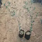 شتله زيتون