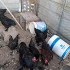 دجاج براهما اسود