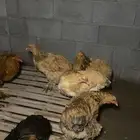 دجاج براهمي